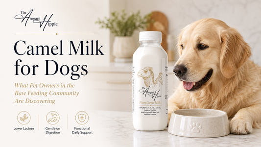Camel Milk for Dogs: What Pet Owners in the Raw Feeding Community Are Discovering